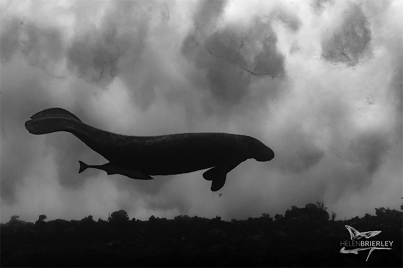 Photo by Helen Brierley