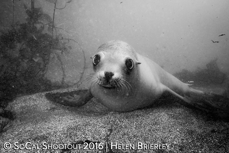 First Place Open Portrait. Photo: Helen Brierley