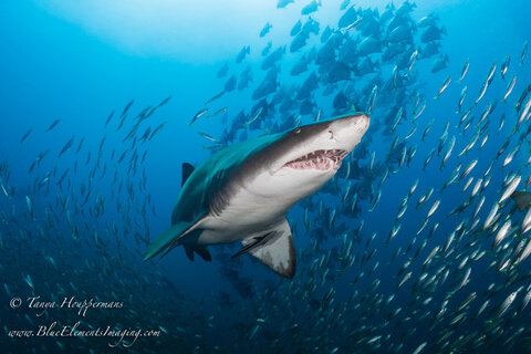 A sand tiger shark is surrounded by bait fish and spade fish in the blue Carolina waters. 1/320, f/6.3, ISO 320