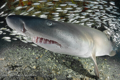 If approached slowly and cautiously, sand tiger sharks make great subjects for close-up shots. 1/320, f/3.5, ISO 320