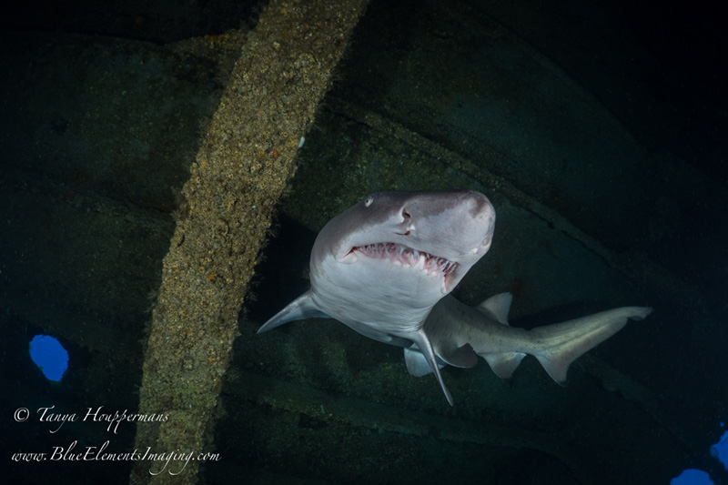 North Carolina is one of the few places in the world where one can photograph sharks inside of a shipwreck (in this case the wreck of the tanker Papoose). 1/250, f/3.5, ISO 320