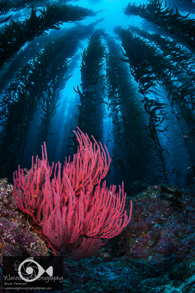 Ambient and artificial light are blended in this close focus wide-angle scene.