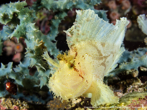 Canon G16, Fantasea housing, dual I-Torch venom38 lights. ISO 320, f/4.5, 1/100