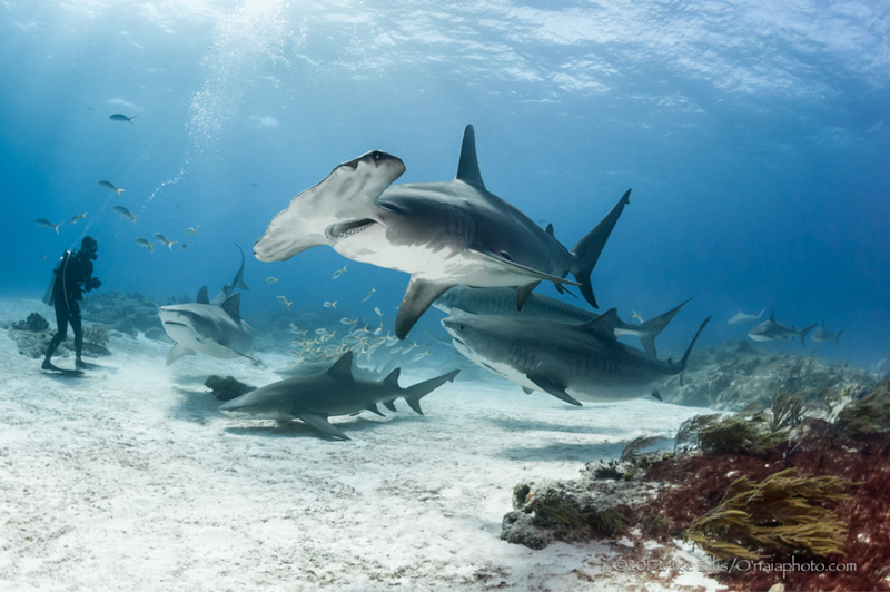 Nikon D90 with 10.5mm fisheye lens. F8, 1/250, ISO 200. Photo: Mike Ellis