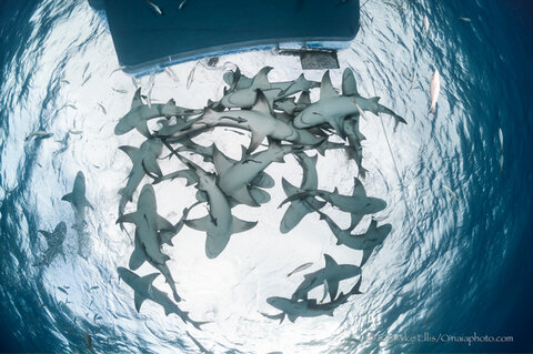 Nikon D90 with 10.5mm fisheye lens. F11, 1/200, ISO 200. Photo: Mike Ellis