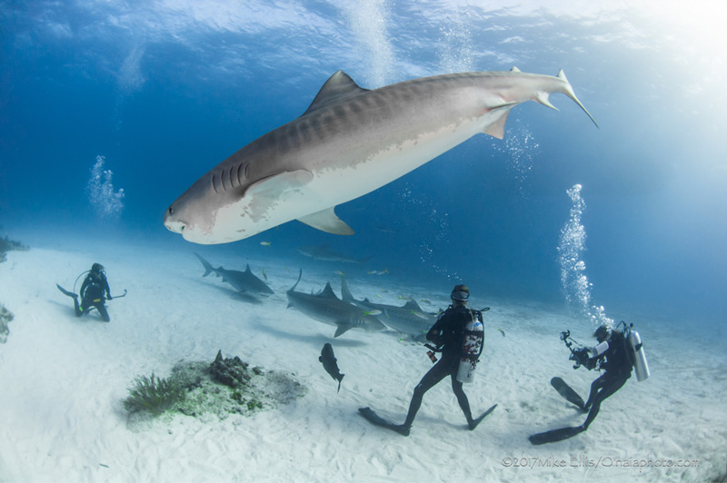 RELAXed divers enjoy a great shark dive. Photo: Mike Ellis