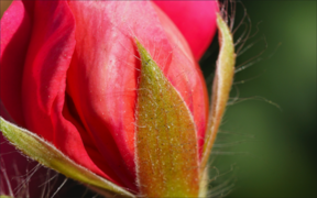 Sony a7R II image detail. 100% Crop.