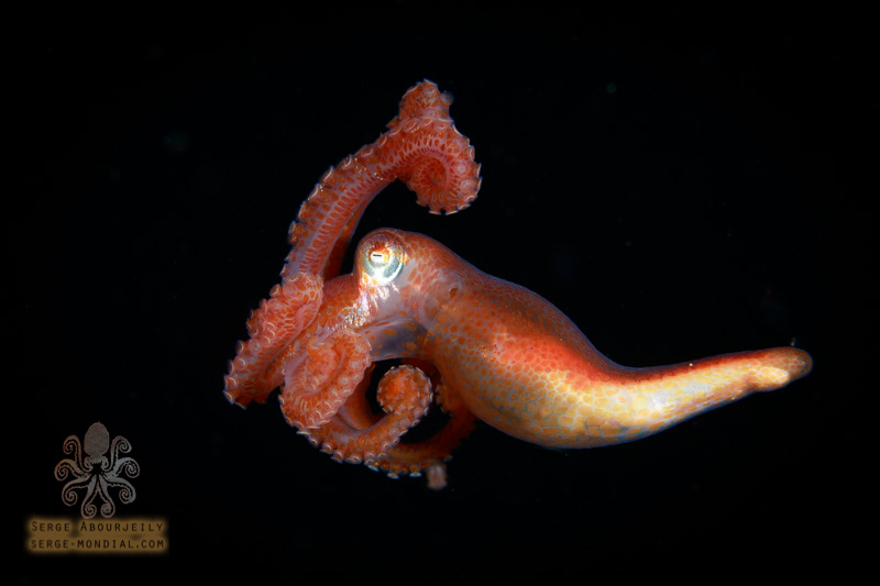 The magnificent shapes of an octopus. Photo: Serge Abourjeily